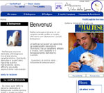 Allevamento Cane Bolognese Viola Delle Lame